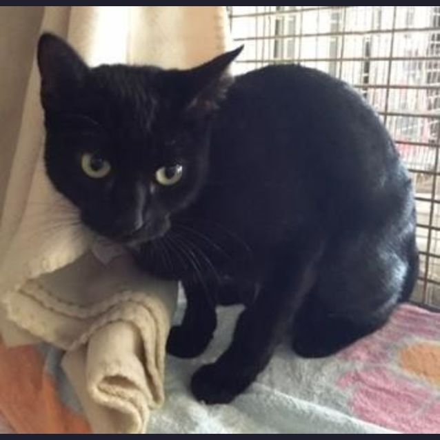 Photo of Ebony