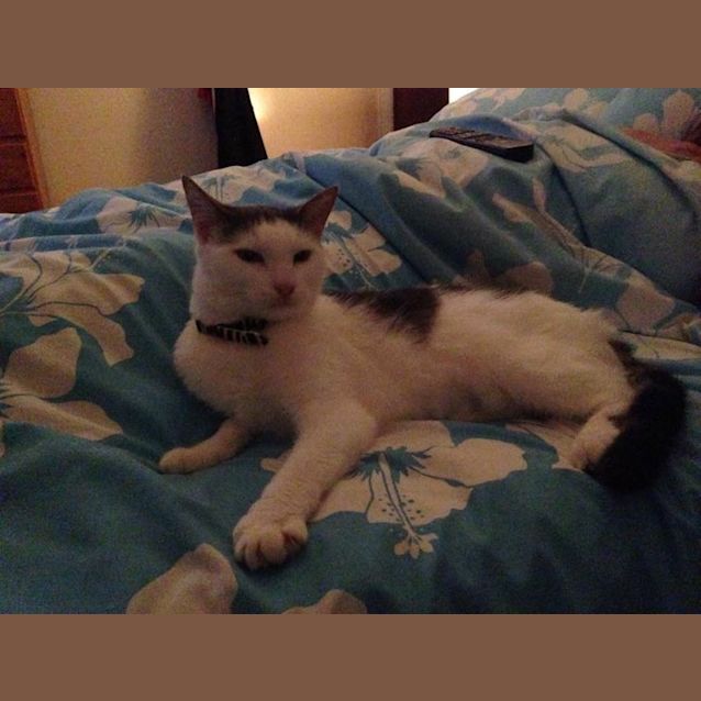 Photo of *** Piper ***