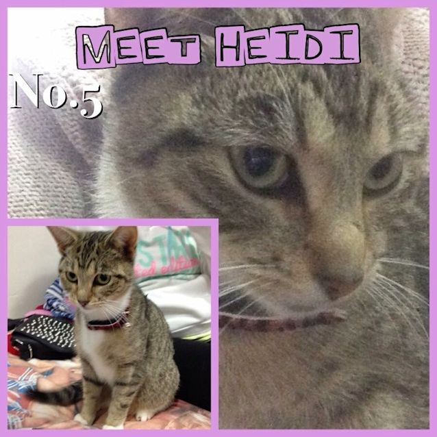 Photo of *** Heidi ***