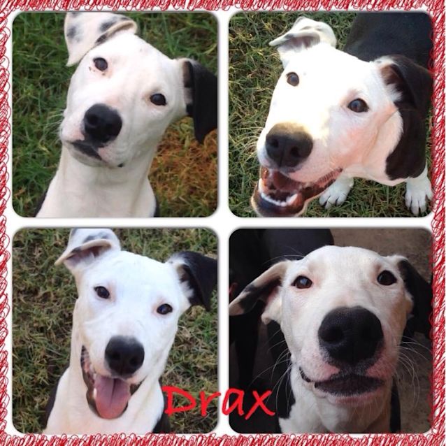 Photo of Drax