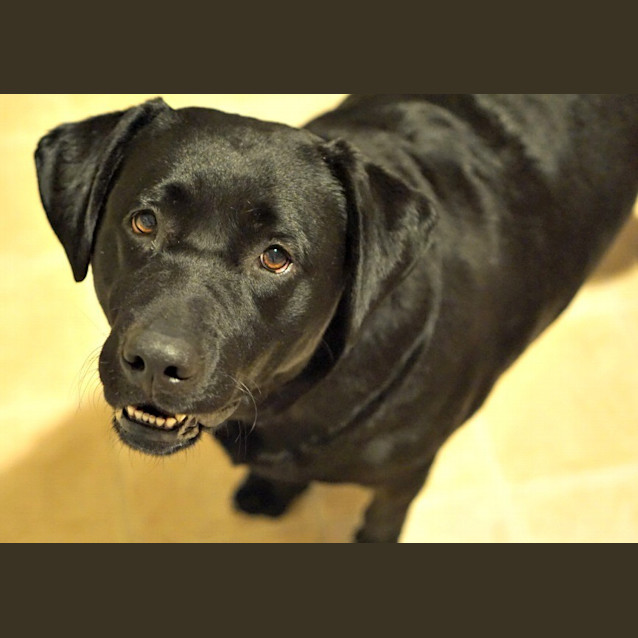 Photo of Chloe ~ On Trial 6/7/15