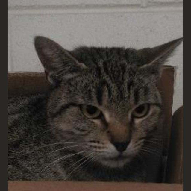 Photo of Marble