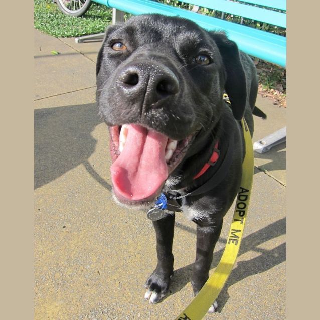 Photo of Ezra ~ Staffy X Lab Puppy (On Trial 16/8/15)