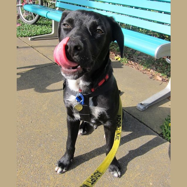 Photo of Ezra ~ Staffy X Lab Puppy (On Trial 16/8/15)