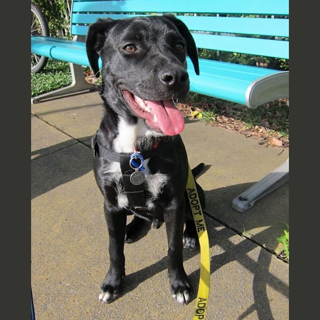 Photo of Ezra ~ Staffy X Lab Puppy (On Trial 16/8/15)