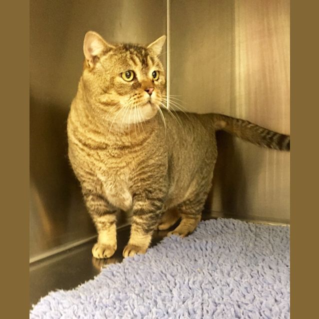 Photo of Winston