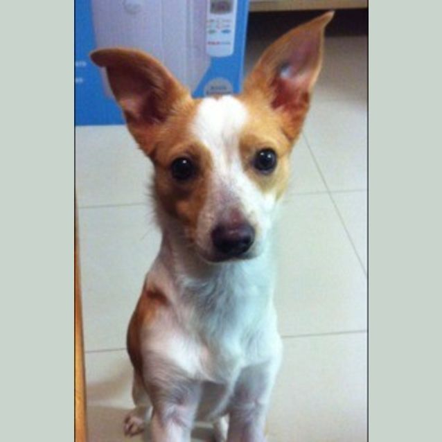 Photo of Keesha **Special Needs Puppy**