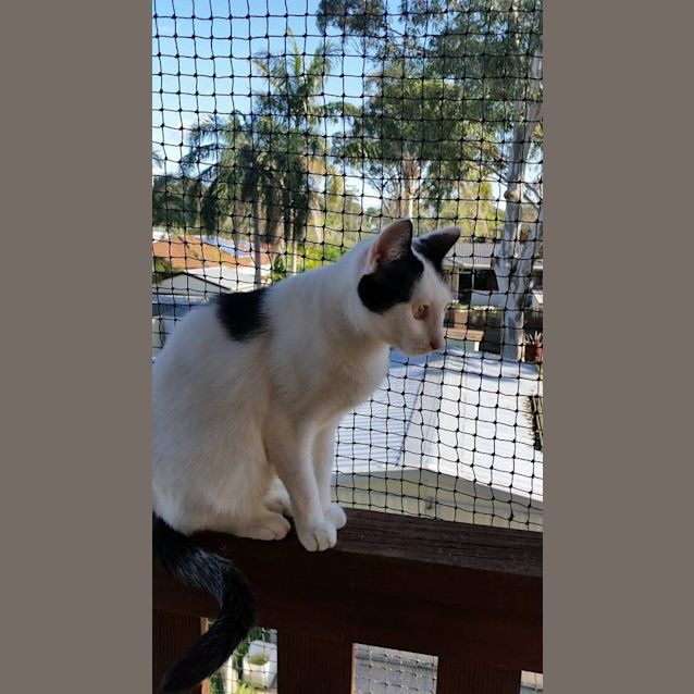 Photo of Ellie @ The Pet House Tuggerah