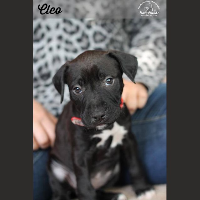 Photo of Cleo