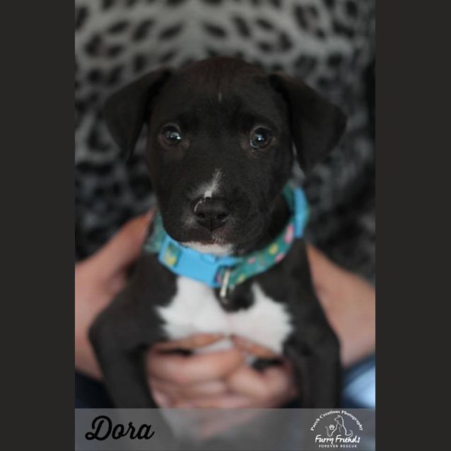 Photo of Dora