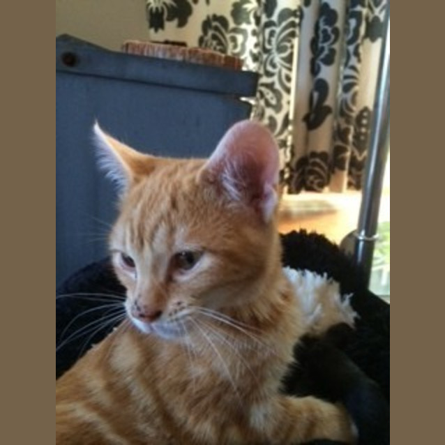 Photo of Peanut