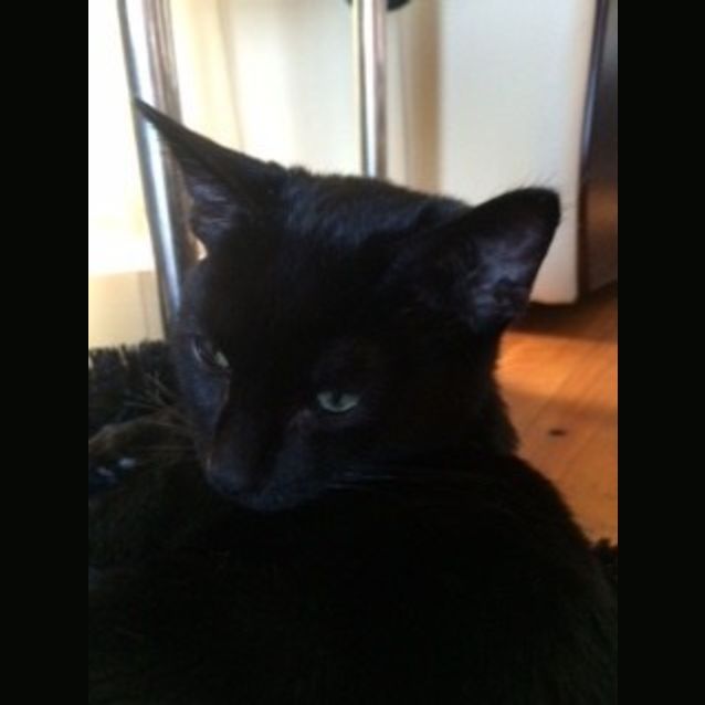 Photo of Zed