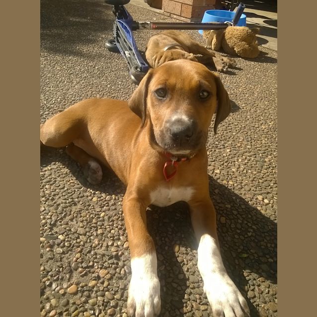 Photo of Penny