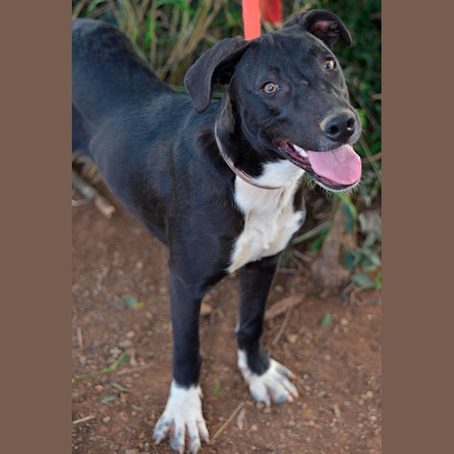 Photo of Gemma (Adoption Pending)