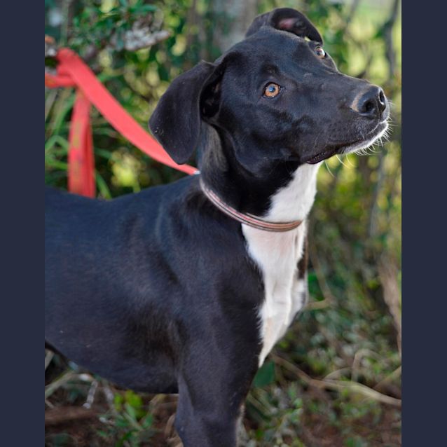 Photo of Gemma (Adoption Pending)