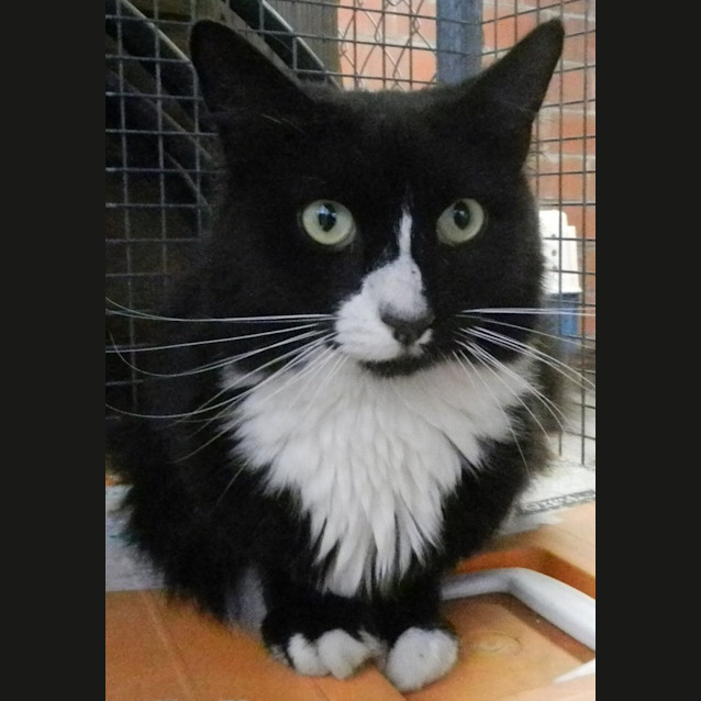 Photo of Sylvester