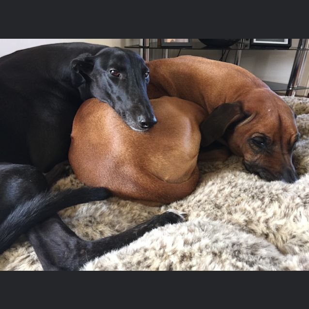 Photo of "Nikki". Our Clever Angel.  Brisbane