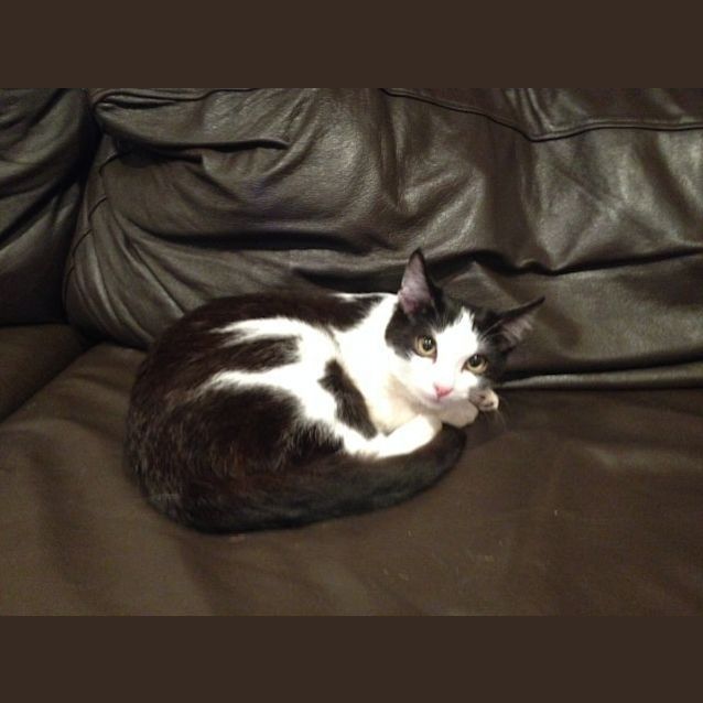 Photo of Frankie