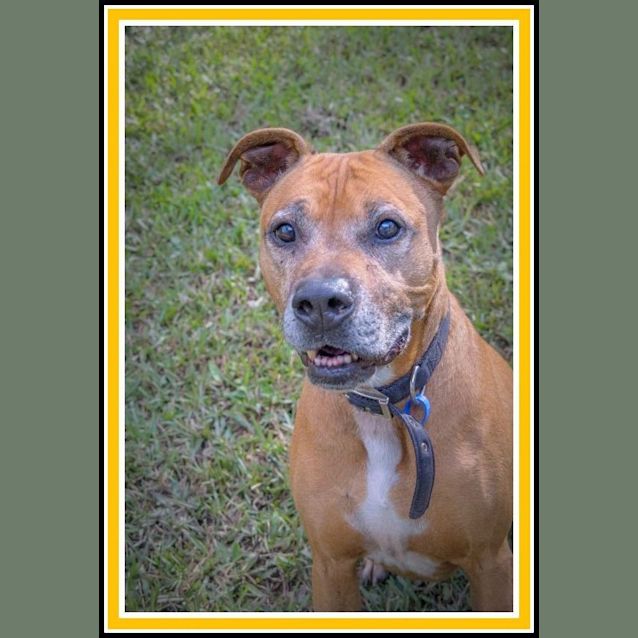 Photo of Boston ~ Adopted May 2017