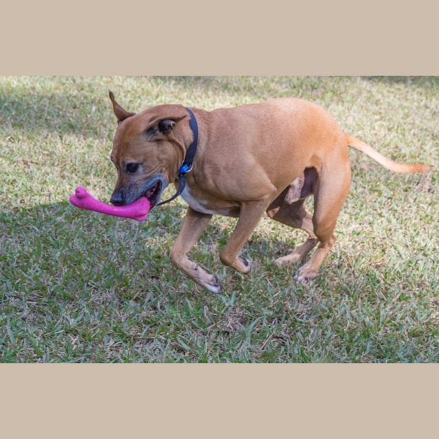 Photo of Boston ~ Adopted May 2017