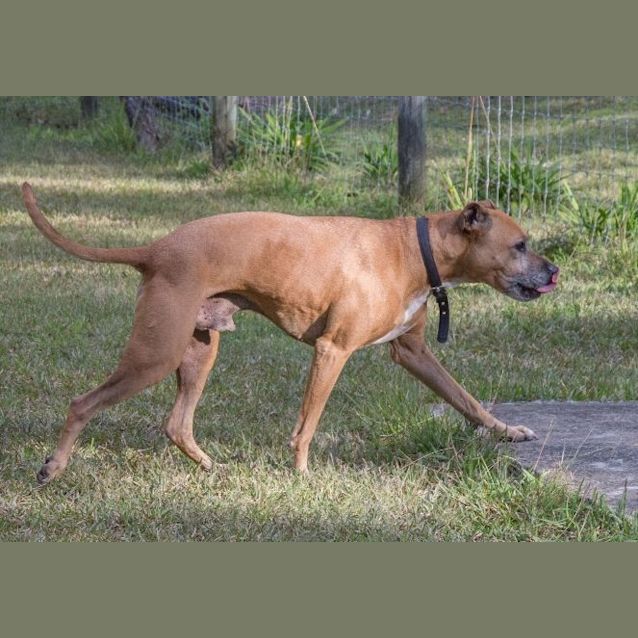 Photo of Boston ~ Adopted May 2017