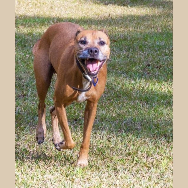 Photo of Boston ~ Adopted May 2017