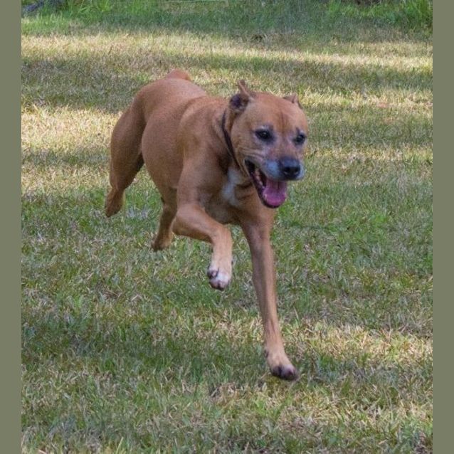 Photo of Boston ~ Adopted May 2017