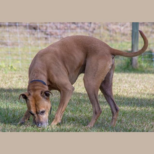 Photo of Boston ~ Adopted May 2017