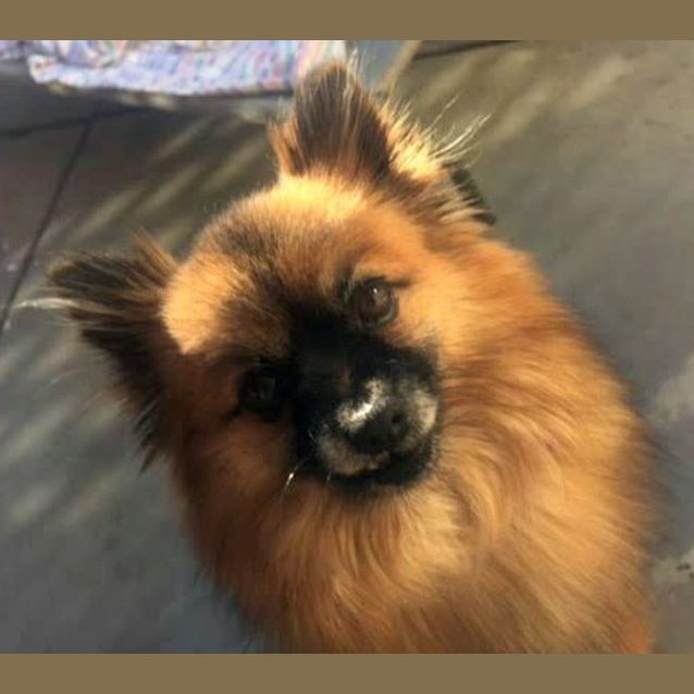 Photo of Harlow ~ Pomeranian (On Trial 5/7/15)