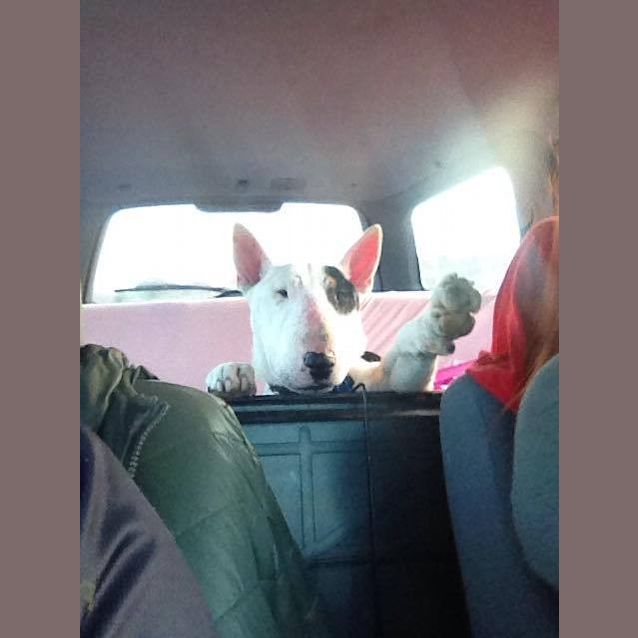 Photo of Max (Looking For Long Term Foster)