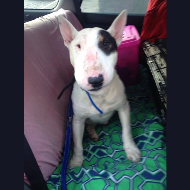 Photo of Max (Looking For Long Term Foster)