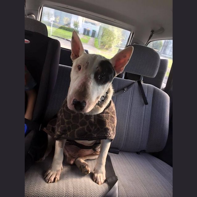 Photo of Max (Looking For Long Term Foster)