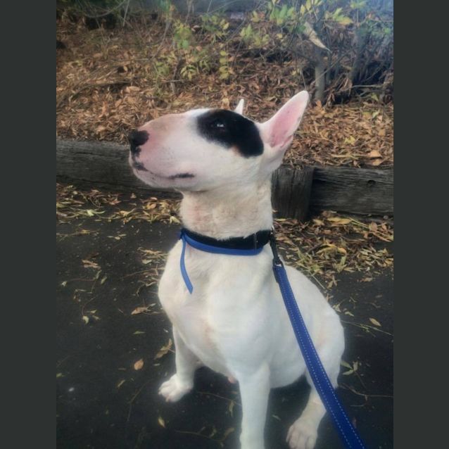 Photo of Max (Looking For Long Term Foster)