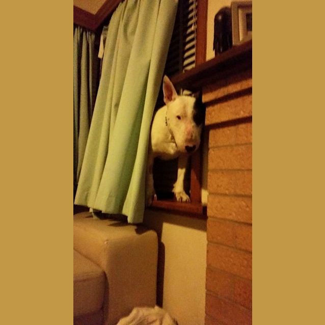 Photo of Max (Looking For Long Term Foster)