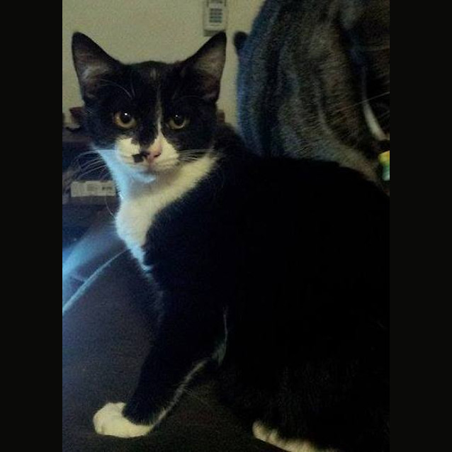 Photo of Nevada $80 To Adopt!