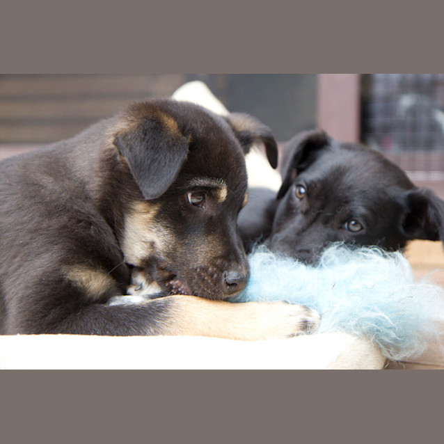 Photo of Fudge ***Under Application***