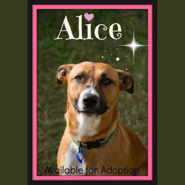 Photo of Alice ~ Cattle X (On Trial 30/7/15)