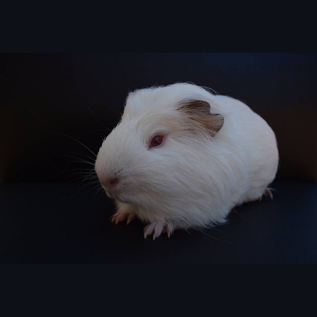 Photo of Trouble