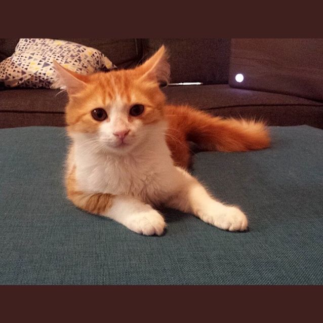 Photo of Dash
