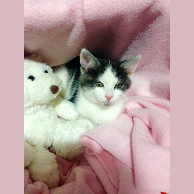 Photo of "Lili And Lucky"   Purrfect Match