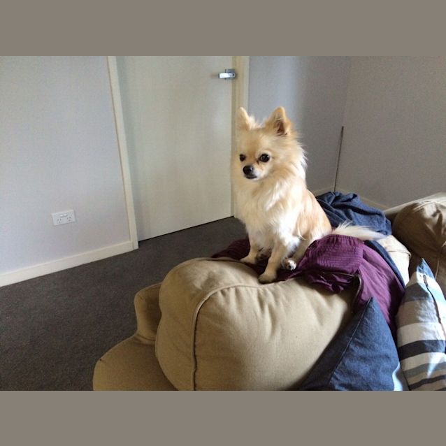 Photo of Oscar
