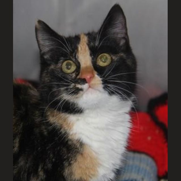 Photo of Sweetpea
