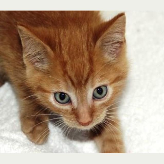 Photo of Gingernut