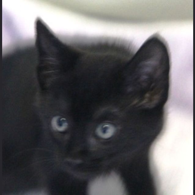 Photo of Sooty