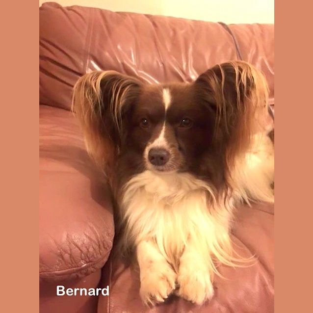 Photo of Bernard