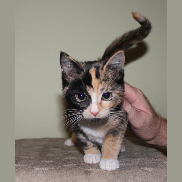 Photo of Tulip