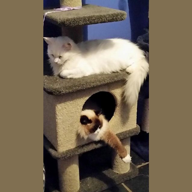 Photo of Cleo And Flayke 