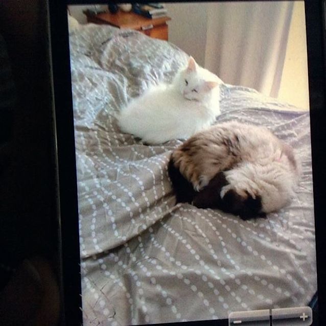 Photo of Cleo And Flayke 