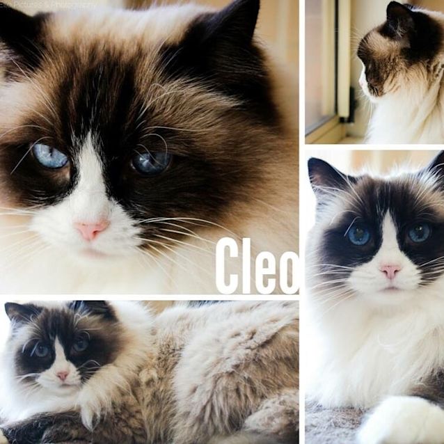 Photo of Cleo And Flayke 