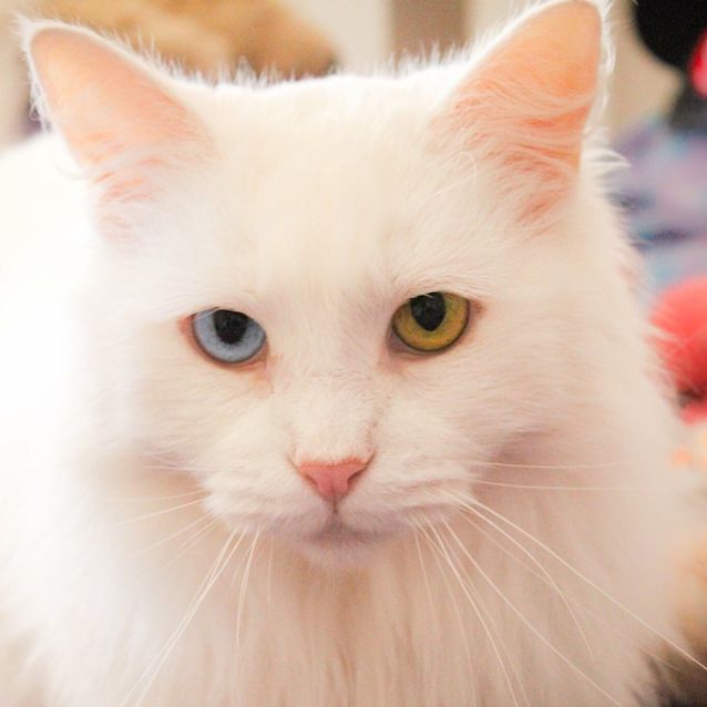 Photo of Cleo And Flayke 